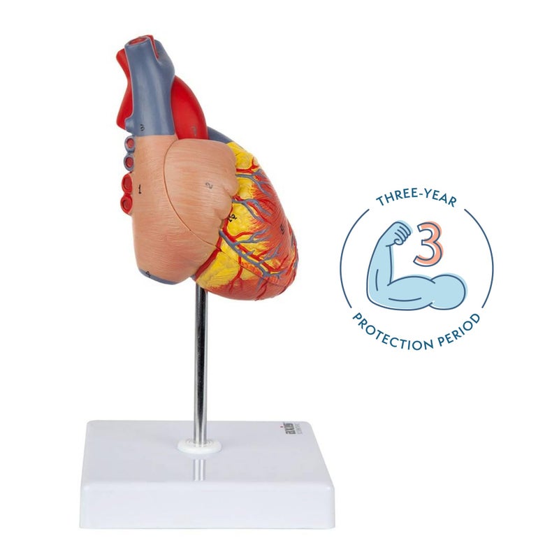 Axis Scientific Life-Size Human Heart Model, 2-Part Magnetic Design with 34 Clearly Labeled Internal Structures, Mounted on Base, Includes Anatomy Study Manual for Medical and Educational Use - Image 2